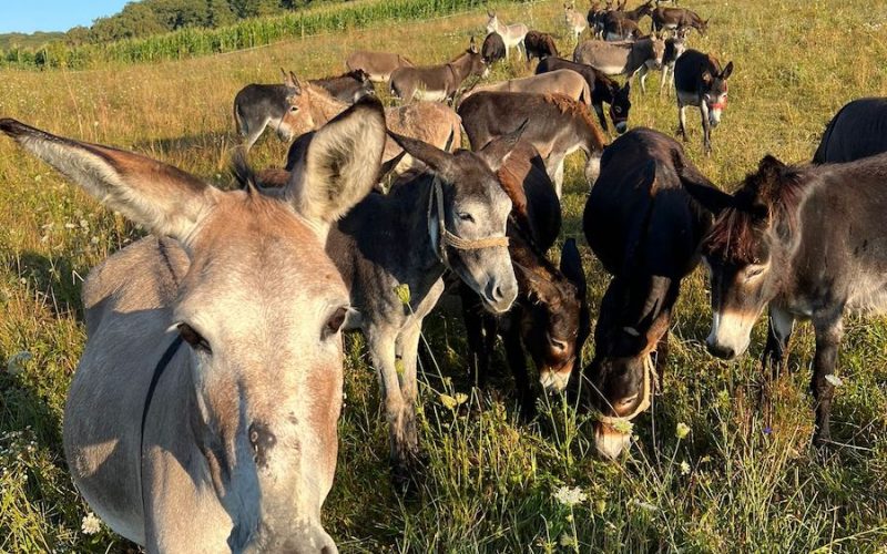 Argentina: Inflația pune la „dietă” carnea. Milei promite reforme colosale