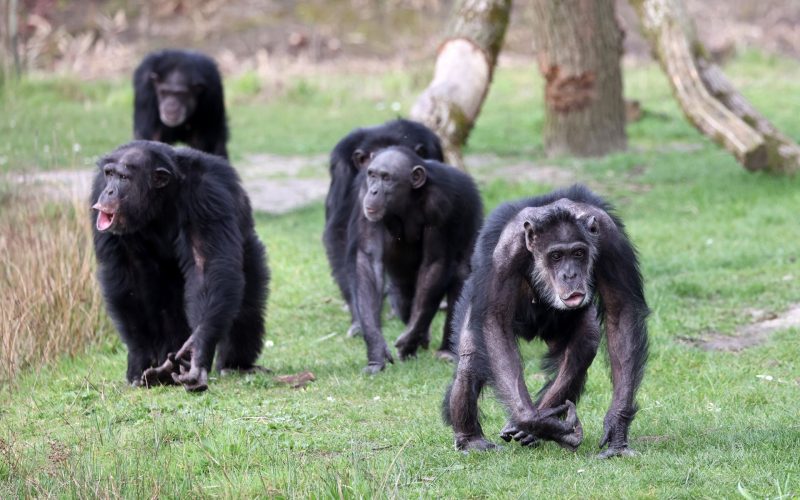 Cimpanzeii au rupt legătura: Cel mai mare grup sălbatic s-a destrămat în 2018