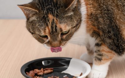 Încălziți mâncarea pisicii: Studiu ȘTIINȚIFIC despre beneficii