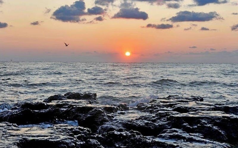 Virus mortal din fructe de mare: Atac asupra oamenilor, boală cronică garantată