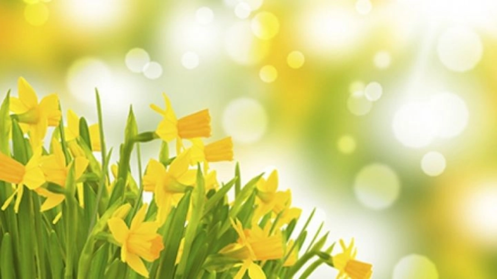 ANM anunță ploi de Florii: Vezi unde pică apa astăzi