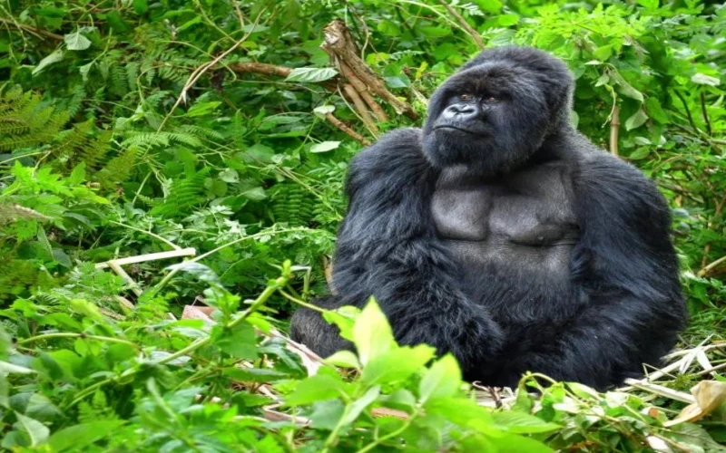 Fatou, gorila record de vârstă: Sărbătoare la Zoo Berlin pentru vedeta prințesă