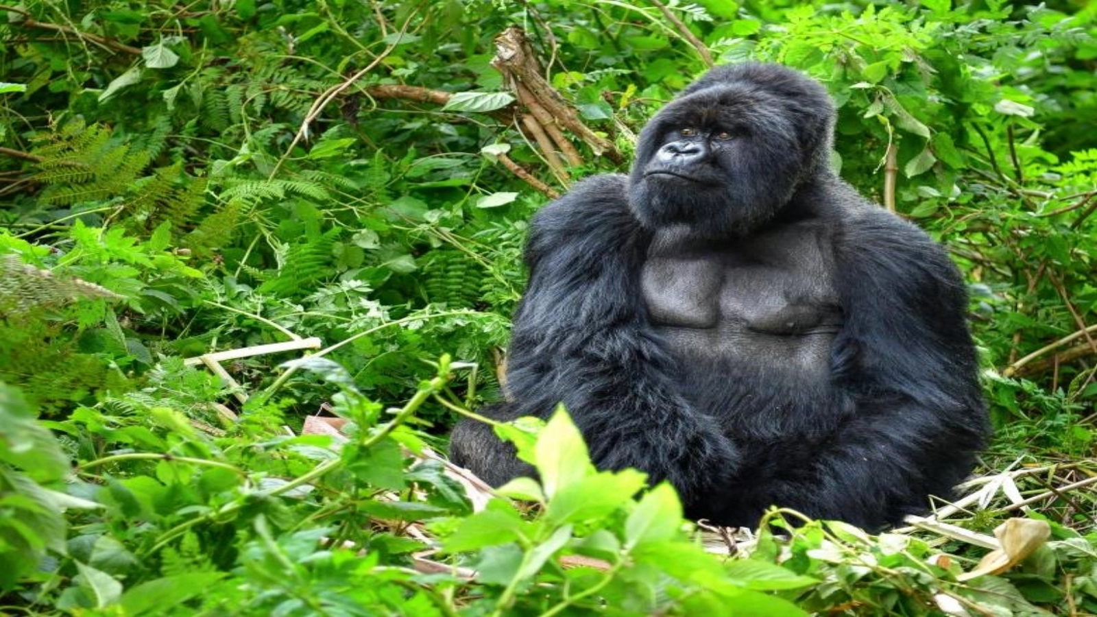 Fatou, gorila record de vârstă: Sărbătoare la Zoo Berlin pentru vedeta prințesă