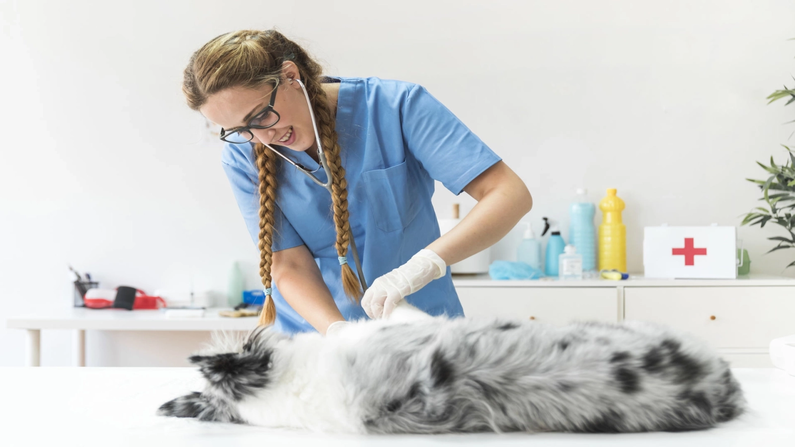 Spitalul inedit din Paris: Cum tratează animalele sălbatice, fără contact direct