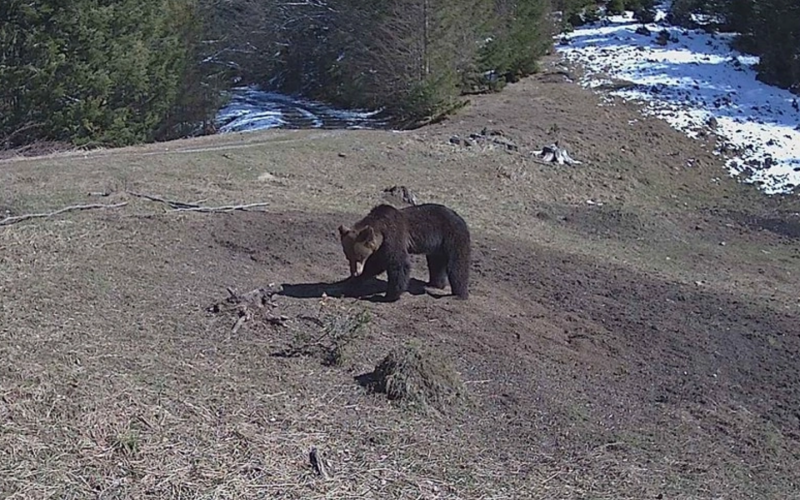 Pui de urs a ajuns la Cavnic: Jandarii au salvat și relocat animalul