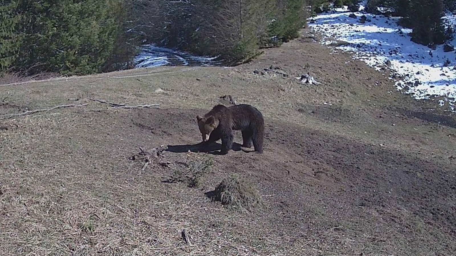 Pui de urs a ajuns la Cavnic: Jandarii au salvat și relocat animalul