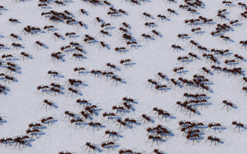 Furnicile, șocate de cafeină: Ce au descoperit cercetătorii