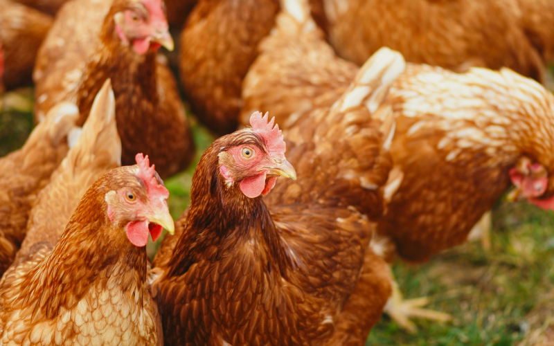 România, campioană la exporturi: Avansul spectaculos din ultimii ani