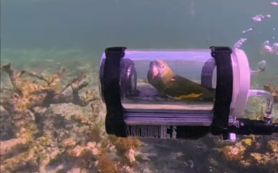 Bărbat inventiv: Submarin pentru papagalul curios să admire viața subacvatică