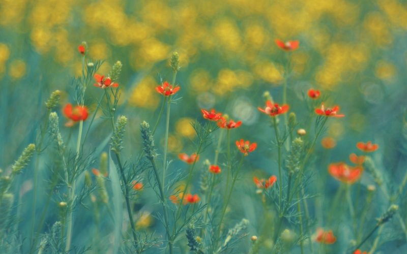ANM anunță: Vreme perfectă de 1 Mai în România! Sărbătoare cu soare