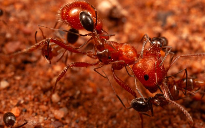 Cercetătorii, șocați: Ce au descoperit despre furnici