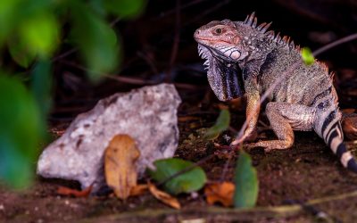 Ochii vertebratelor, un singur „văzător” pe vremuri. Ce dezvăluie știința