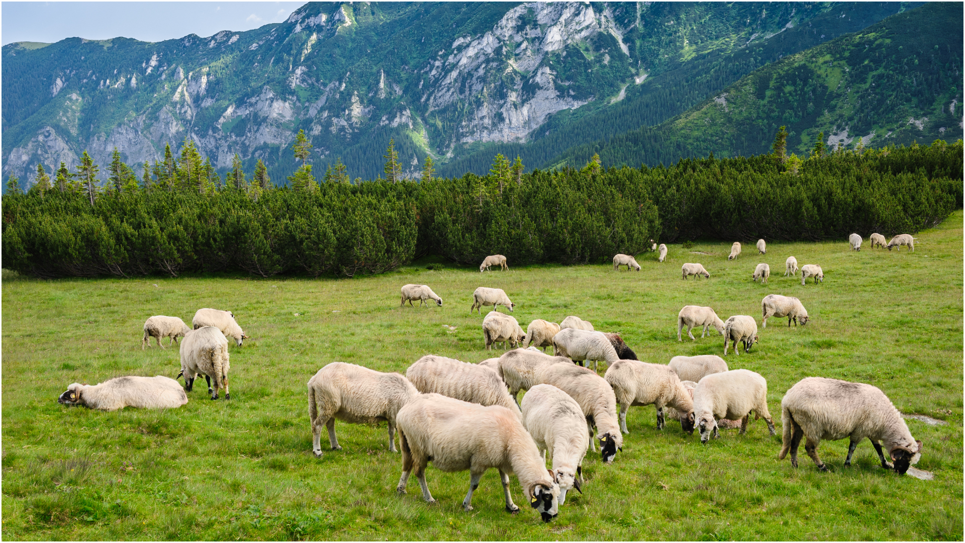 Conflictul din orientul mijlociu lovește exportul de oi: Avertismentul dsvsa buzău, efecte după paște