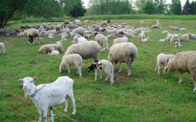 Un zoofil în serie, prins în Franța: Detalii șocante despre caz