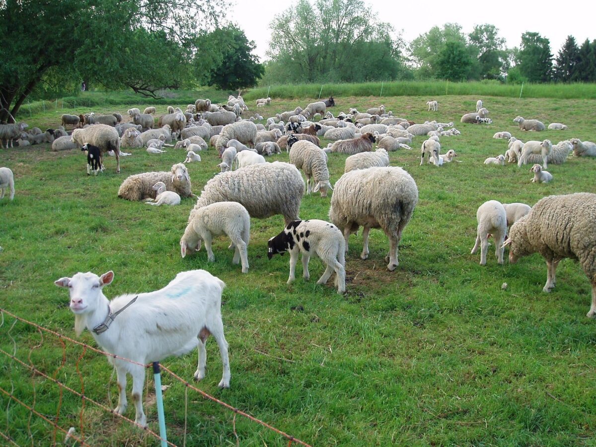 Un zoofil în serie, prins în Franța: Detalii șocante despre caz