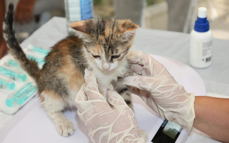 Agenția Europeană dă undă verde primului vaccin veterinar ARN