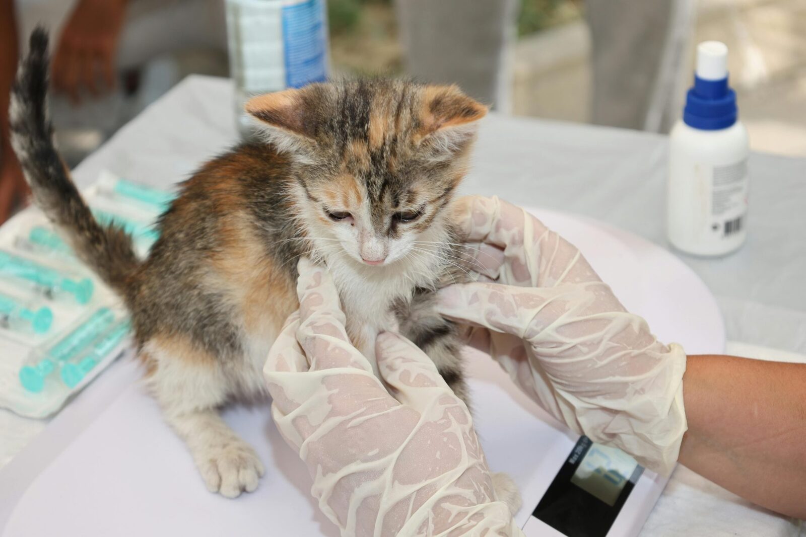 Agenția Europeană dă undă verde primului vaccin veterinar ARN