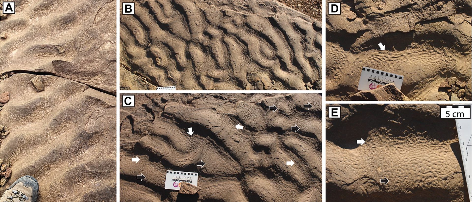 Roci misterioase cu „piele de elefant”: Ce au descoperit cercetătorii