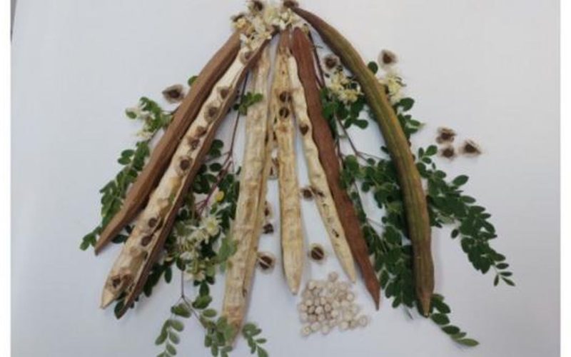 Planta-minune din BRAZILIA: Curăță apa de microplastice