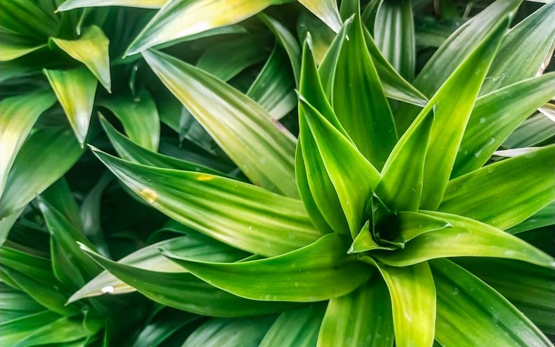 Cum salvezi Rapid plantele de apartament: Trucul simplu, testat