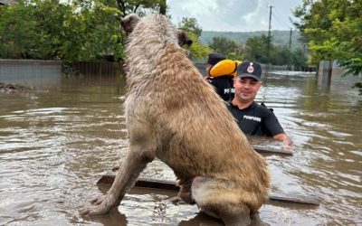 Mediul: Ghid cu soluții „verzi” anti-inundații. Se salvează zonele umede și împăduririle