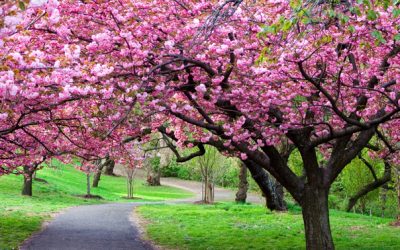 Vreme blândă în următoarele patru săptămâni, anunță Administrația Națională de Meteorologie