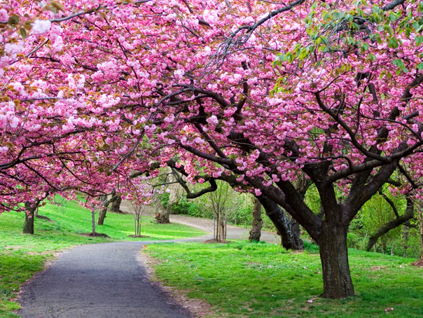 Vreme blândă în următoarele patru săptămâni, anunță Administrația Națională de Meteorologie