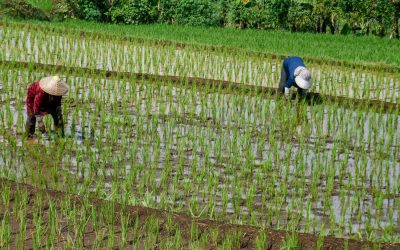 Criza combustibililor, efecte devastatoare: Asia, în pericol de foamete