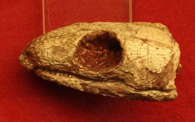 Reptilă mumificată din urmă cu 289 milioane de ani dezvăluie secretul respirației