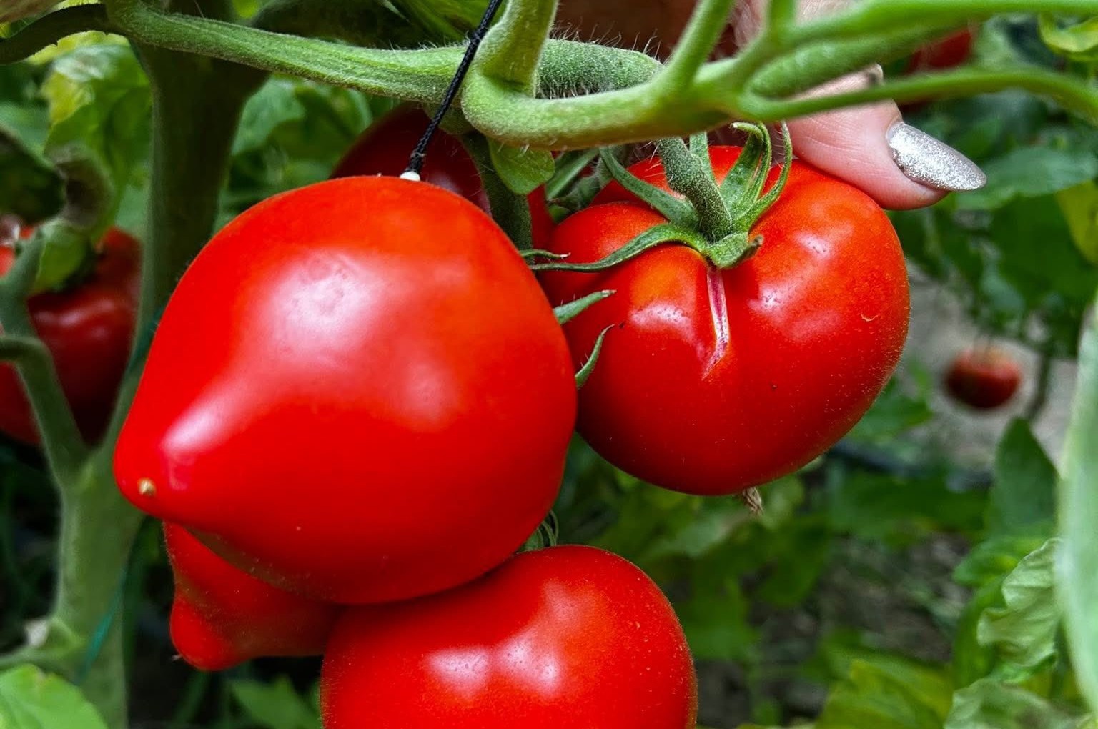 Tomate de lux: Un kg, 42 lei, direct de la solar