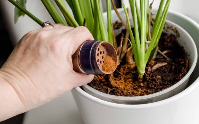 Scorțișoara, secretul grădinarilor! Învață trucul simplu pentru plante sănătoase