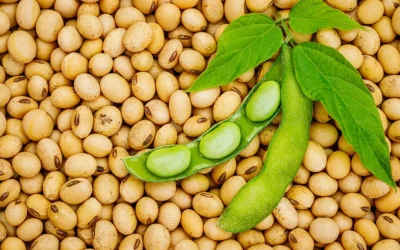 Fermierii Români, cursa spre soia: Producția explodează, plus 60%