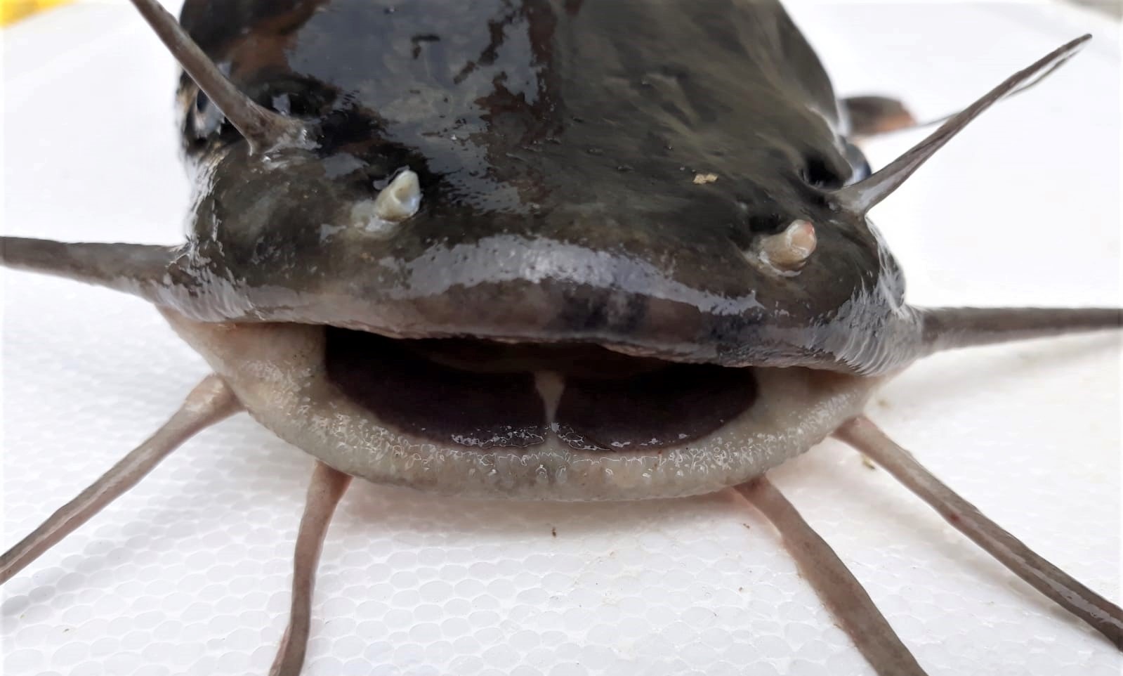 Reformulează acest titlu în stil jurnalistic românesc, 55-70 caractere, informativ și direct. Fără clișee sau formule introductive. Titlu: 500 de kilograme de somn / Era importat din Italia / ”O încercare clară de a introduce pe piață produse fără trasabilitate” REGULI STRICTE: – Răspunde cu UN SINGUR titlu, nimic altceva – Fără opțiuni, fără variante, fără numerotare – Fără a număra caracterele în răspuns – Fără ghilimele în jurul titlului – Fără majuscule la fiecare cuvânt (nu Title Case) – doar prima literă din propoziție și numele proprii – Fără punct la finalul titlului – Fără formatare markdown sau HTML – Fără două puncte (:) urmate de subtitlu generic – Prima literă din titlu trebuie să fie majusculă – Numele proprii (persoane, orașe, țări, organizații) se scriu ÎNTOTDEAUNA cu literă mare (ex: Adi Vasile, nu adi vasile; România, nu România; Fritz, PSD)