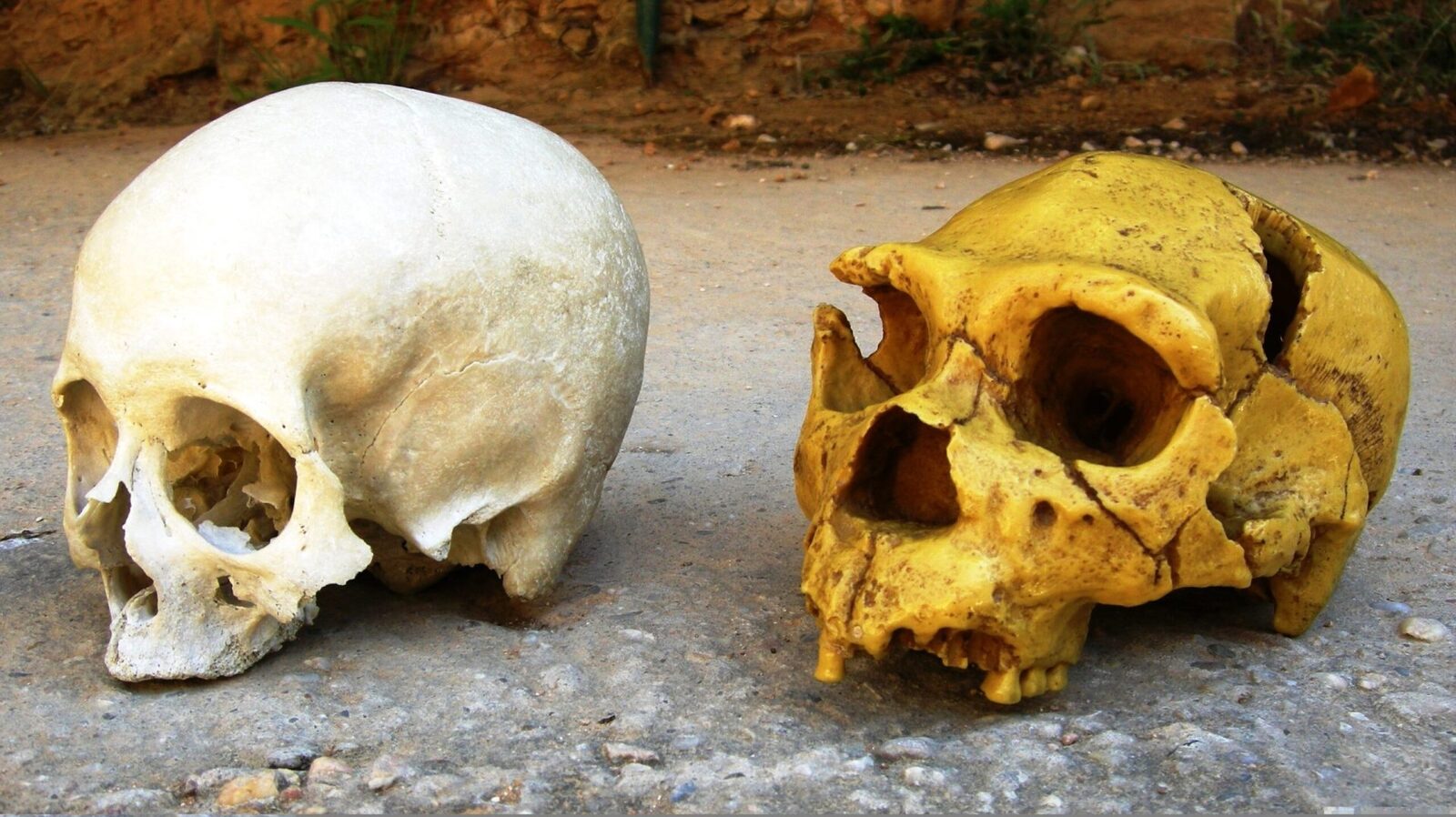 Cum ne influențează neanderthalienii, chiar și-n ziua de azi