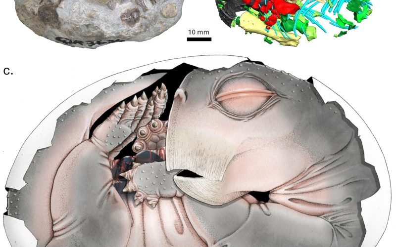 Strămoșii mamiferelor depuneau ouă: Primele dovezi uimesc lumea
