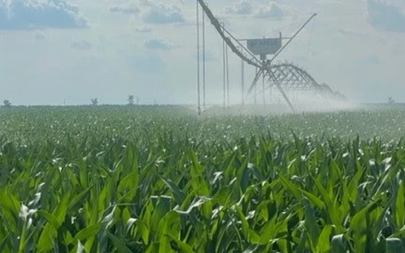 JD Agro Cocora revine pe profit: Fermierii danezi, succes în România