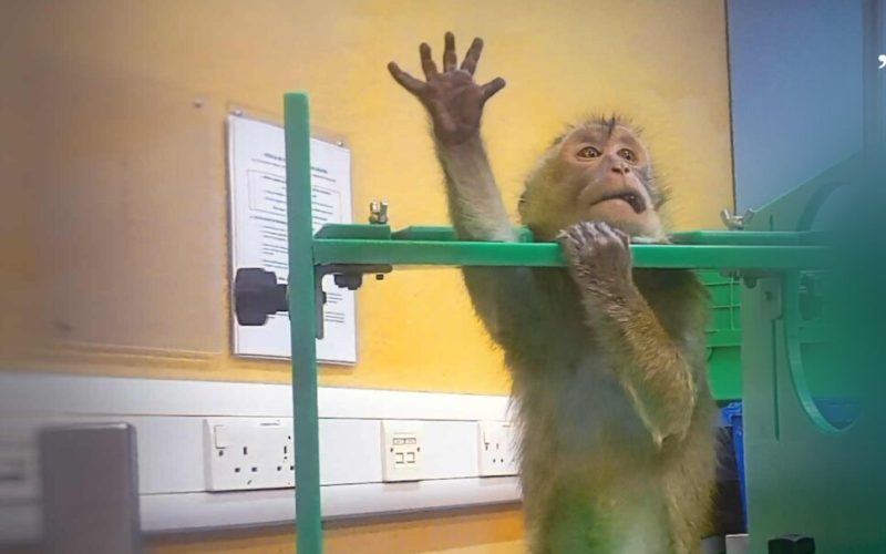 Imagini ȘOC din laboratoare! Teste pe animale: Europa, în alertă maximă