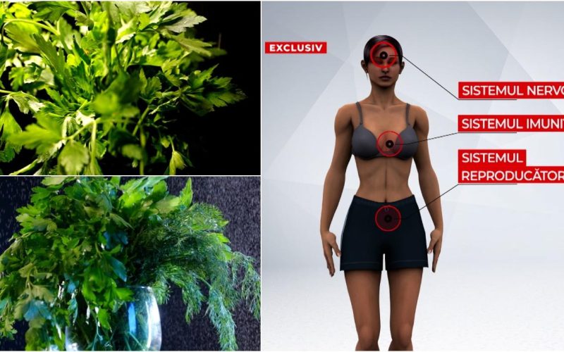 Legumele din piețe, la analize: Leuştean, mărar, pătrunjel, cu „surprize”