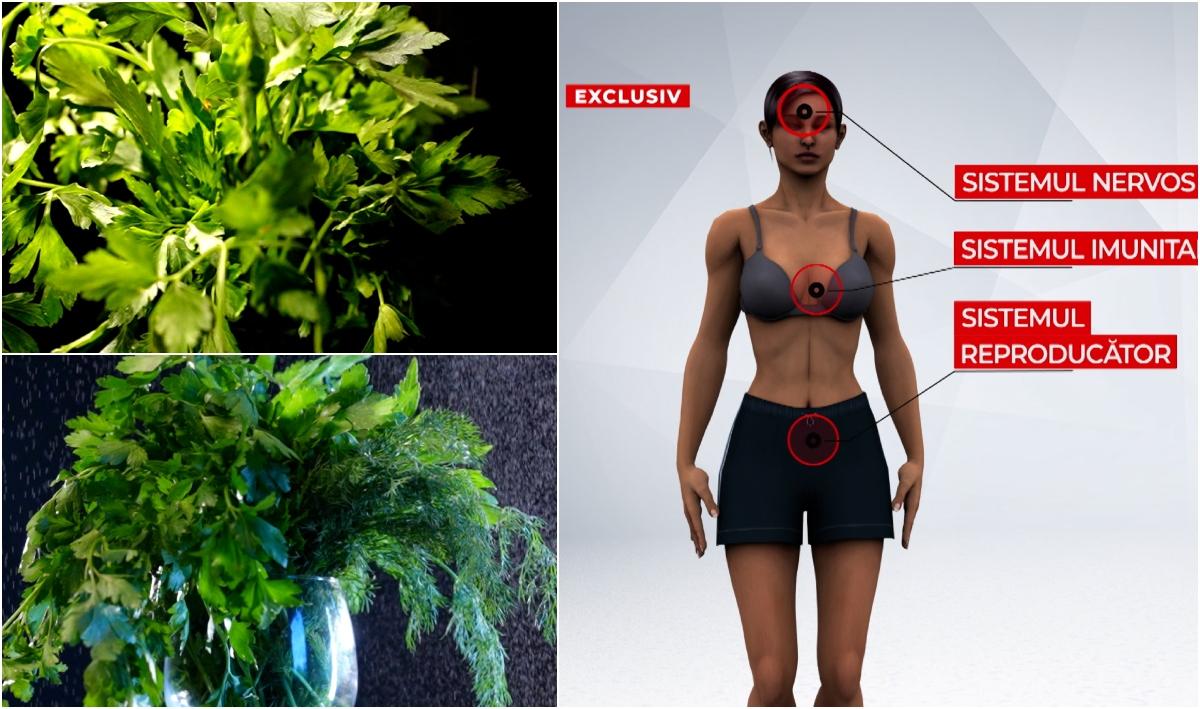 Legumele din piețe, la analize: Leuştean, mărar, pătrunjel, cu „surprize”
