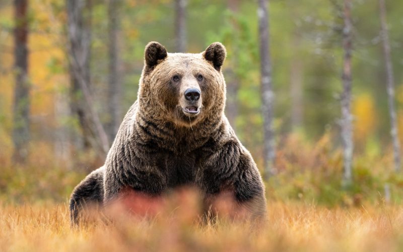 Urși, vânătoare controversată: Aproape 1.000 pot fi împușcați, legea a trecut