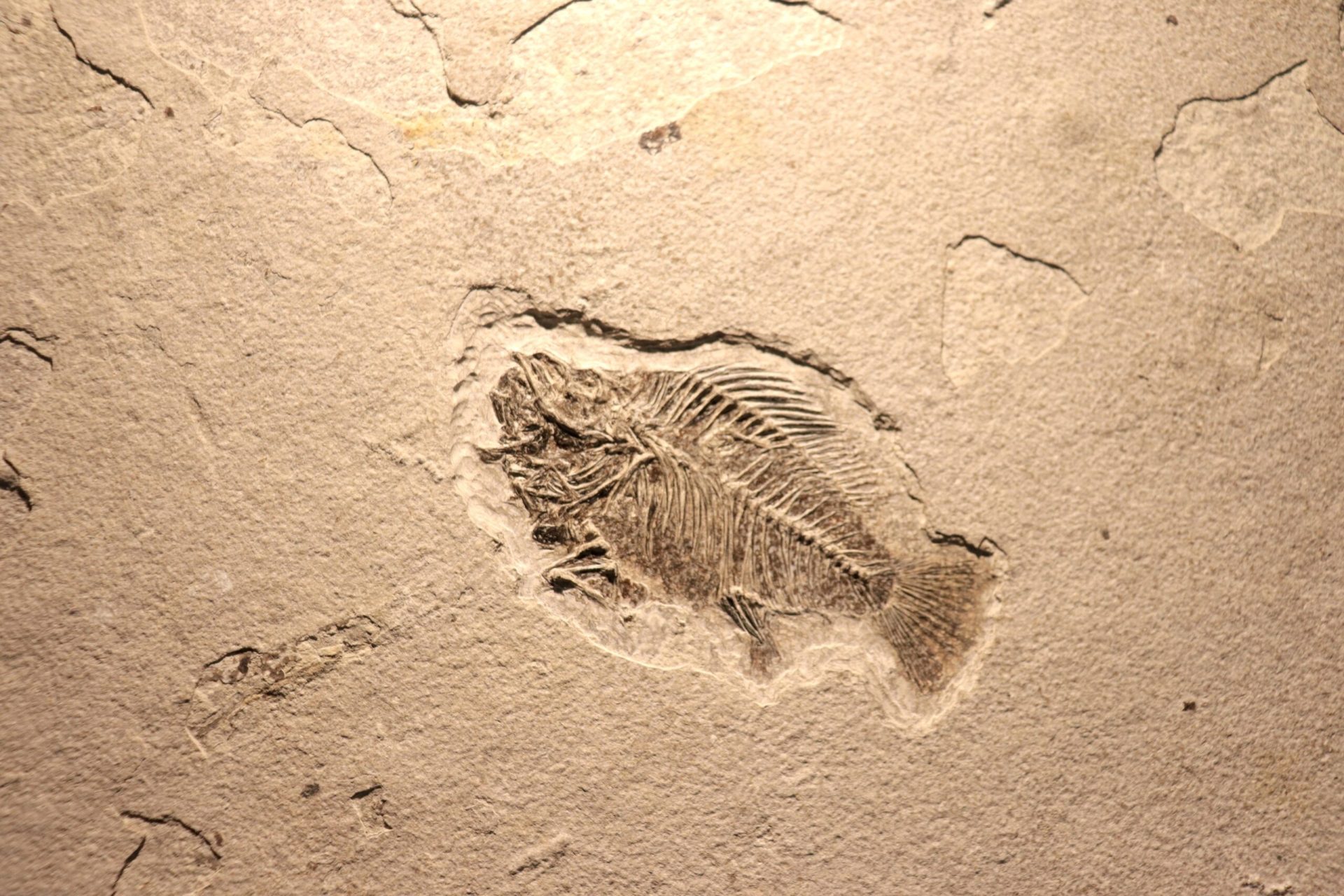 Viața pe pământ a evoluat mai Rapid: O descoperire zguduitoare a cercetătorilor