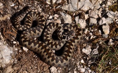 Vipera cu corn, trezită: Ce e de făcut dacă ești mușcat în România