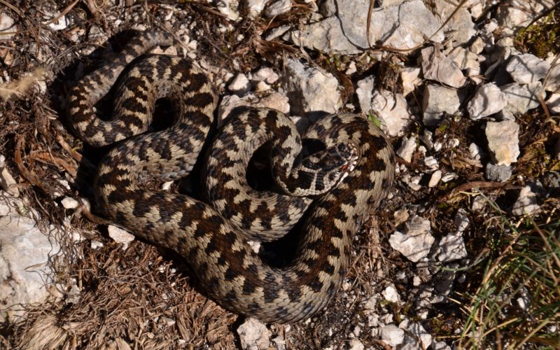 Vipera cu corn, trezită: Ce e de făcut dacă ești mușcat în România