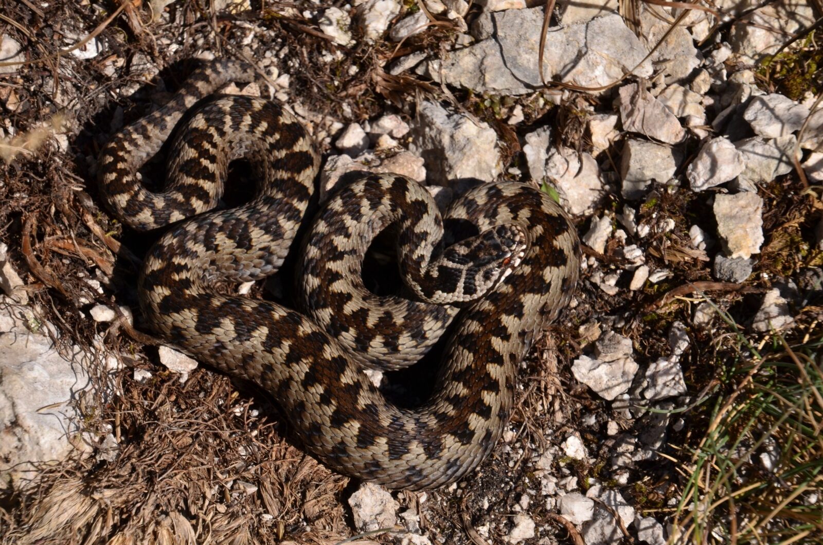 Vipera cu corn, trezită: Ce e de făcut dacă ești mușcat în România
