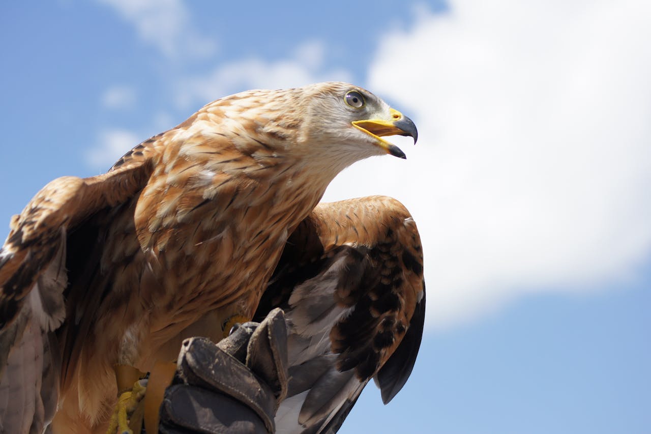 Vulturii aurii, gata să revină în Anglia după 150 de ani de absență
