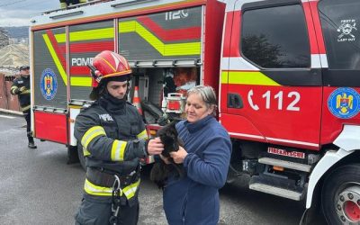 Iași: Pisică salvată de pompieri de la 12 metri, dintr-un brad, FOTO/VIDEO
