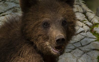Al doilea urs împușcat la Brașov, după eutanasierea de miercuri