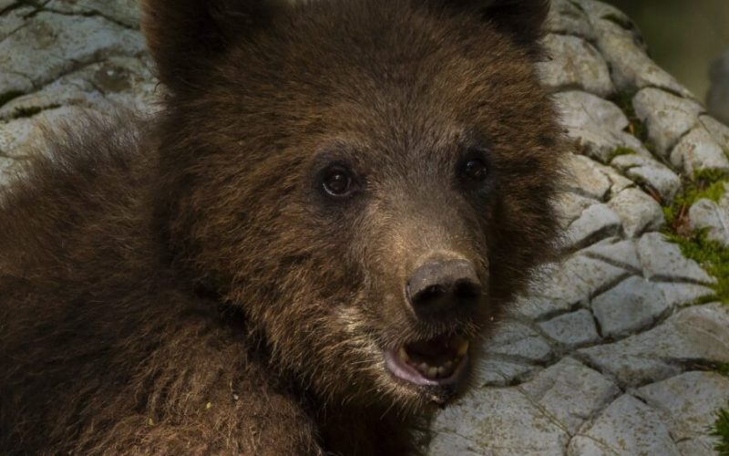 Al doilea urs împușcat la Brașov, după eutanasierea de miercuri
