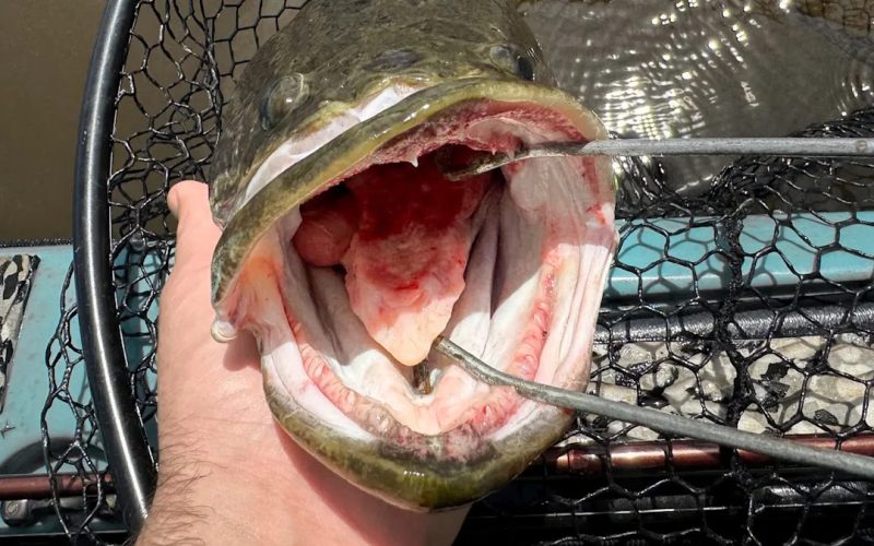 Officials race to contain first Long Island snakehead after air-breathing predator turns up in Suffolk pond