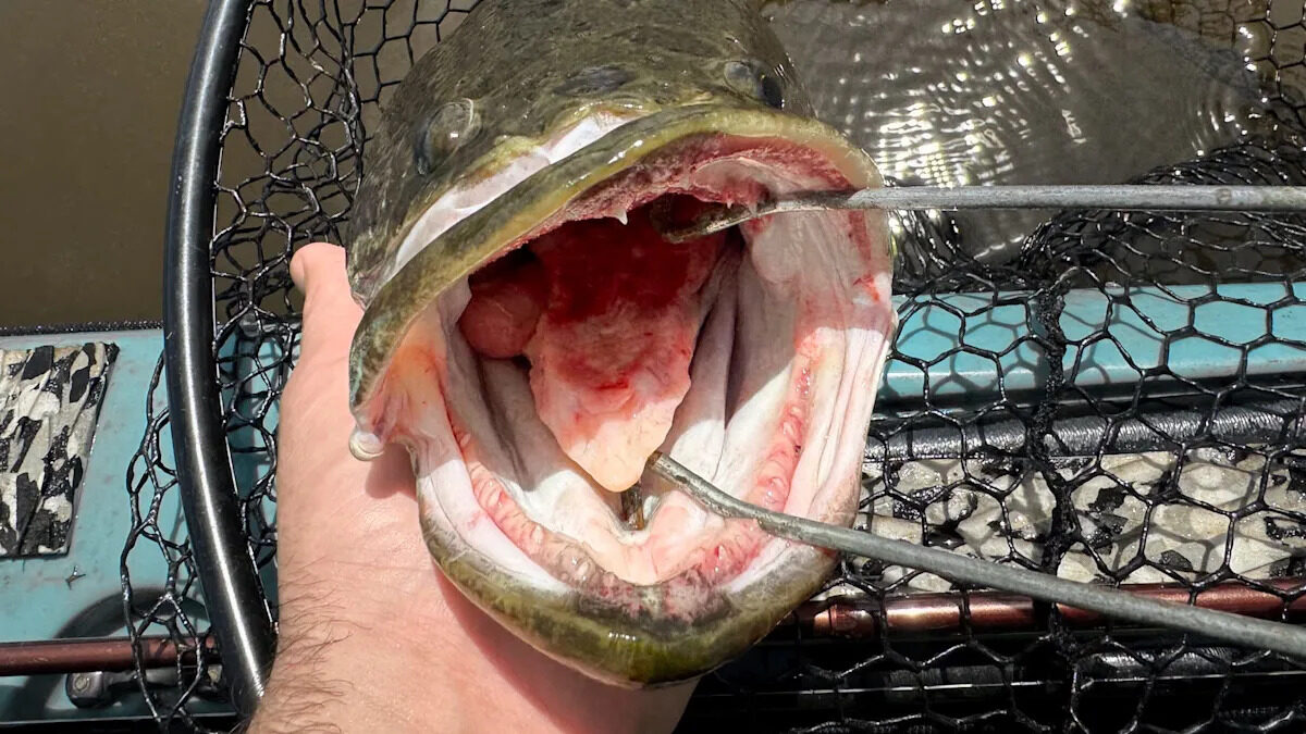 Officials race to contain first Long Island snakehead after air-breathing predator turns up in Suffolk pond
